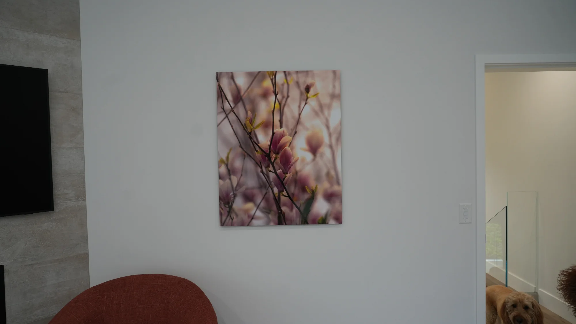 magnolia blooms in spring